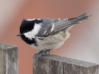 Svartmeis (Periparus ater) Svartmeis (Periparus ater)