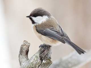 Lappmeis (Poecile cinctus) Lappmeis (Poecile cinctus)