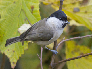 Løvmeis (Poecile palustris)