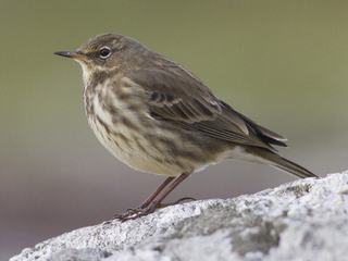 Skjærpiplerke (Anthus petrosus) Skjærpiplerke (Anthus petrosus)