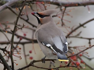 Sidensvans (Bombycilla garrulus)