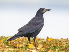 Kornkråke (Corvus frugilegus)