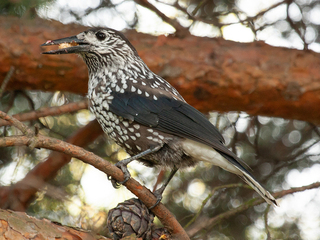 Nøttekråke (Nucifraga caryocatactes) Nøttekråke (Nucifraga caryocatactes)
