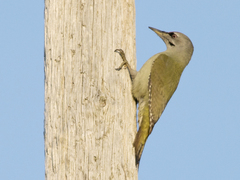 Gråspett (Picus canus)