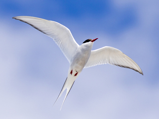 Rødnebbterne (Sterna paradisaea) Rødnebbterne (Sterna paradisaea)