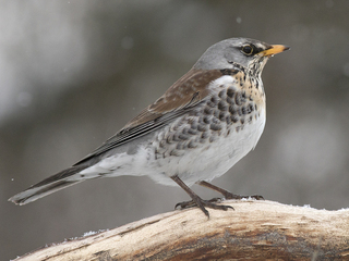 Gråtrost (Turdus pilaris) Gråtrost (Turdus pilaris)