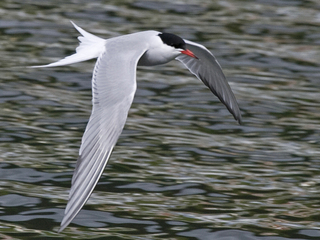 Makrellterne (Sterna hirundo) Makrellterne (Sterna hirundo)