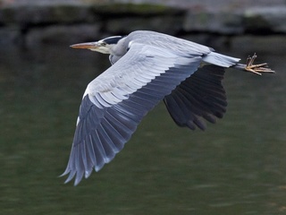 Gråhegre (Ardea cinerea)