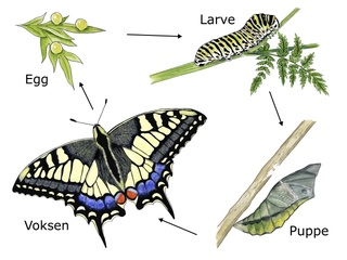 Sommerfugler (Lepidoptera)