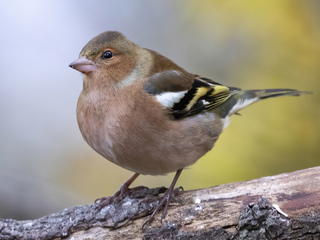 Bokfink (Fringilla coelebs)