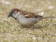 Gråspurv (Passer domesticus)