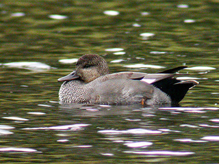Snadderand (Anas strepera) Snadderand (Anas strepera)