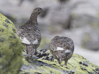 Fjellrype (Lagopus muta)