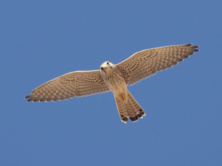 Tårnfalk (Falco tinnunculus) Tårnfalk (Falco tinnunculus)