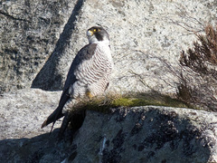 Vandrefalk (Falco peregrinus)