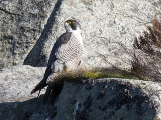 Vandrefalk (Falco peregrinus) Vandrefalk (Falco peregrinus)