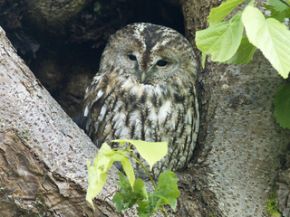 Kattugle (Strix aluco) Kattugle (Strix aluco)