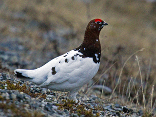 Lirype (Lagopus lagopus) Lirype (Lagopus lagopus)