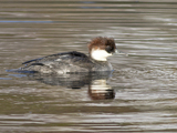 Lappfiskand (Mergellus albellus)