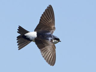 Taksvale (Delichon urbicum)