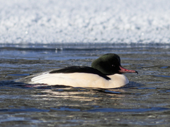 Laksand (Mergus merganser)