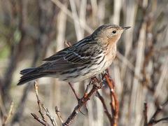 Lappiplerke (Anthus cervinus)