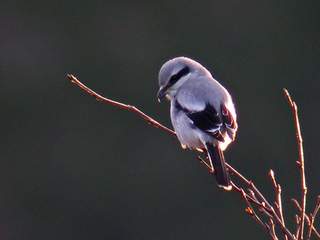 Varsler (Lanius excubitor)