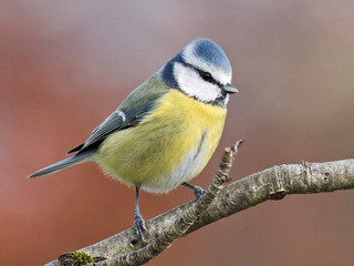 Blåmeis (Cyanistes caeruleus) Blåmeis (Cyanistes caeruleus)