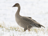 Kortnebbgås (Anser brachyrhynchus)