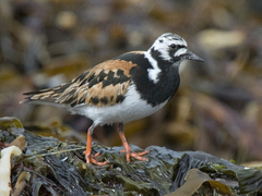 Steinvender (Arenaria interpres)