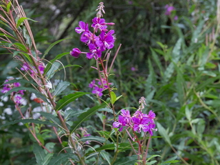 Geitrams (Epilobium angustifolium) Geitrams (Epilobium angustifolium)