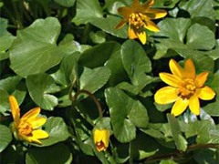 Vårkål (Ranunculus ficaria)