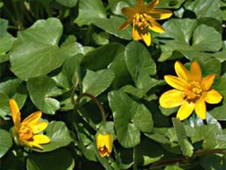 Vårkål (Ranunculus ficaria)