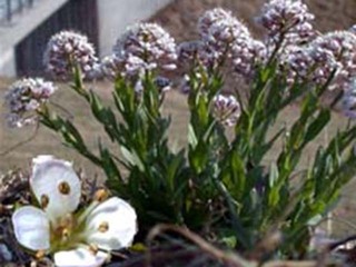 Vårpengeurt (Noccaea caerulescens) Vårpengeurt (Noccaea caerulescens)