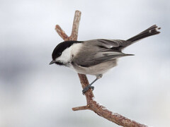 Granmeis (Poecile montanus)