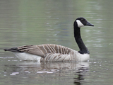 Kanadagås (Branta canadensis)