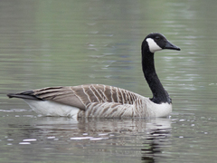 Kanadagås (Branta canadensis)