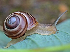 Hagesnegl (Cepaea hortensis)