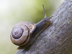 Lundsnegl (Cepaea nemoralis)