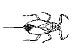 Vannskorpion (Nepa cinerea)