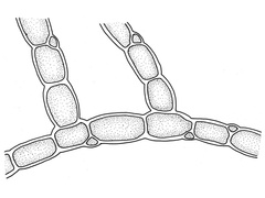 Raudlo (Bonnemaisonia hamifera)