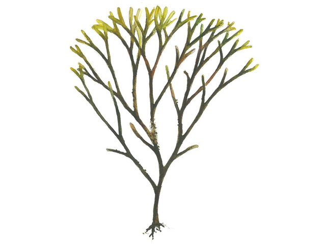 Svartkluft (Furcellaria lumbricalis)