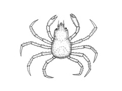 Mandolinpyntekrabbe (Hyas araneus)