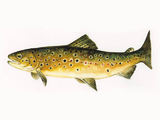 Ørret (Salmo trutta)