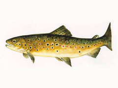 Ørret (Salmo trutta)