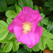 Rynkerose (Rosa rugosa)