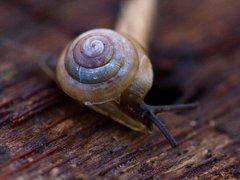 Gulperlesnegl (Euconulus fulvus)