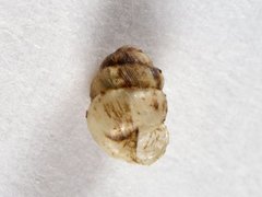 Ribbeknøttsnegl (Vertigo substriata)