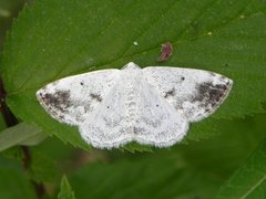 Båndhermelinmåler (Lomographa temerata)