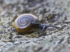 Løkglanssnegl (Oxychilus allarius)